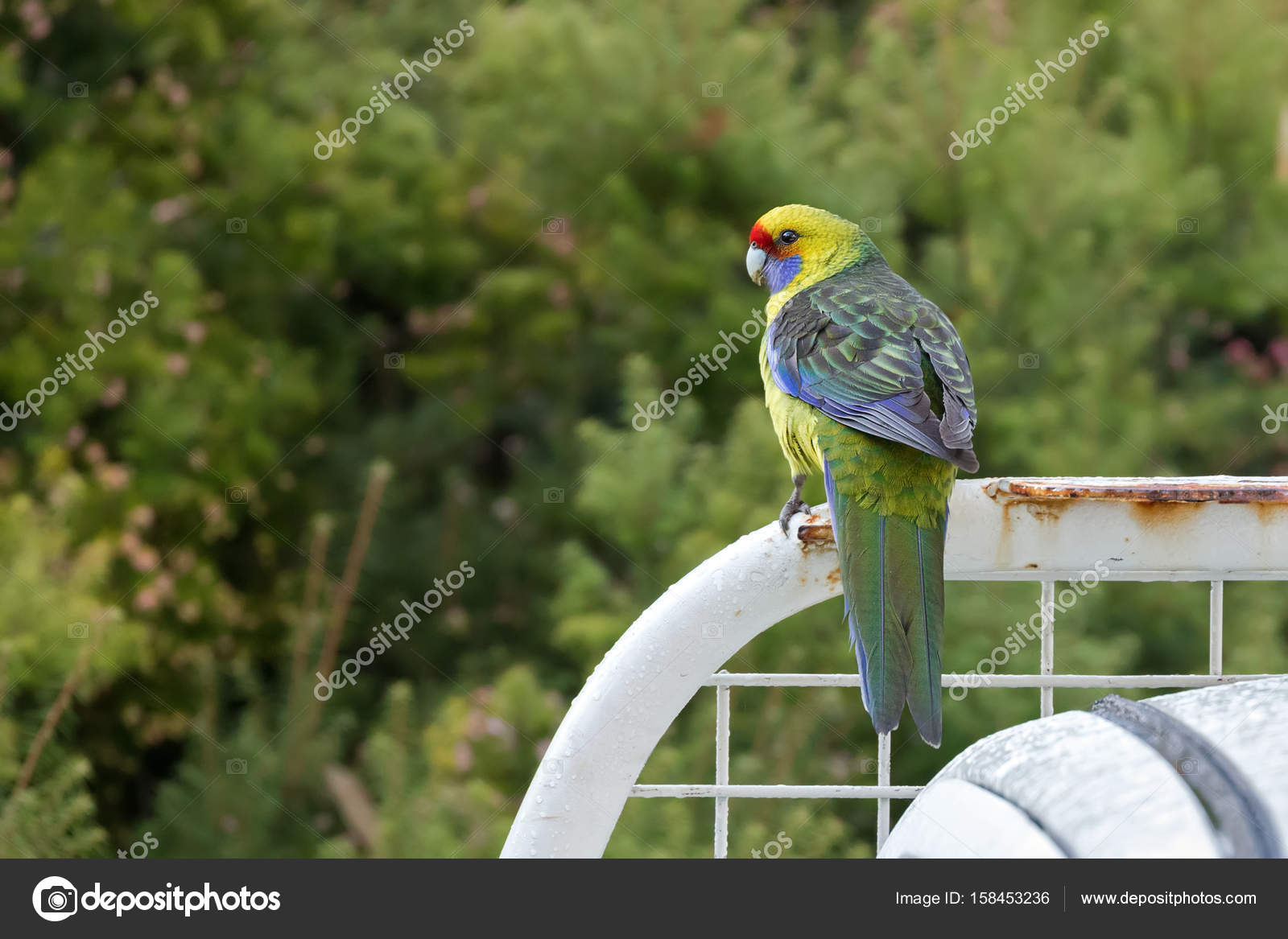 Rosella Vert Tasmanie Rosella Perroquet Oiseaux Avec Des