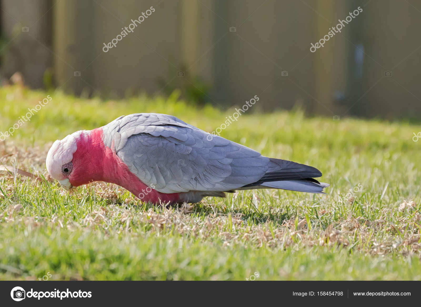 rose breasted cockatoo bird swings rose breasted cockatoo bird swings