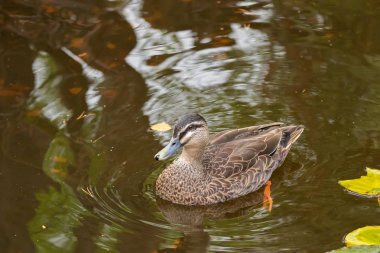 Yetişkin Pasifik Black duck Tazmanya Yüzme Gri Sarı gagalı