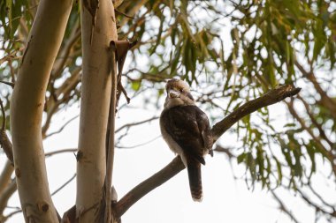 Ahmak, kahverengi üzerinde sakız ağacı, Tazmanya tıraşlama içinde en büyük arası kingfisher kuş gülüyor