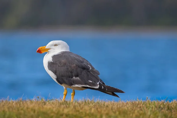 Sarı gagalı ve Okyanusu Tasmania'deki / daki yakın kırmızı uç ayakta beyaz Pasifik martı — Stok fotoğraf