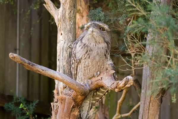 Tufts 나뭇가지, 타 즈 마니아에서 네이티브 땅딸막한 조류에 perching과 황갈색 frogmouth — 스톡 사진