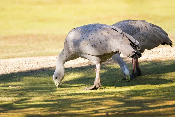 Een paar van Cape onvruchtbaar eiland ganzen foerageren gras voor de menselijke voeding op grond, Tasmanië — Stockfoto