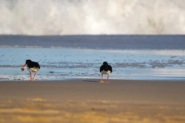 Птицы-ойстерлотчики в черно-белом цвете с длинным красно-оранжевым цветом на Тасмании — стоковое фото