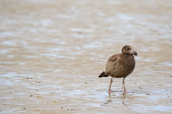 Pássaro da Gaivota do Pacífico Juvenil que caminha na costa da maré baixa à procura de comida, Tasmânia — Fotografia de Stock