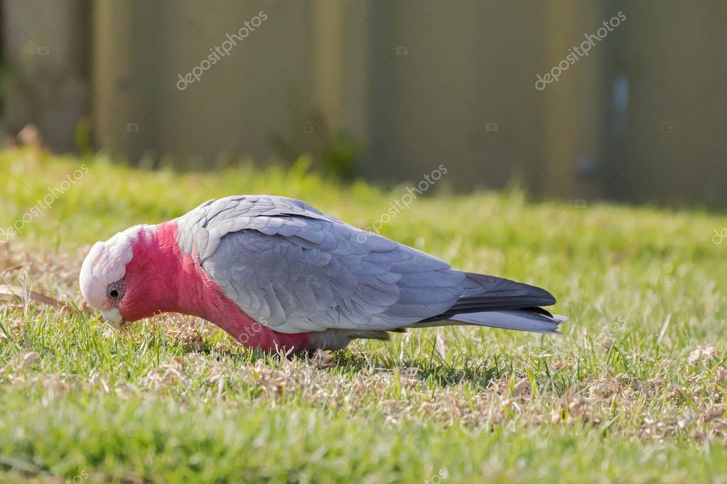 galah cockatoo price galah cockatoo price
