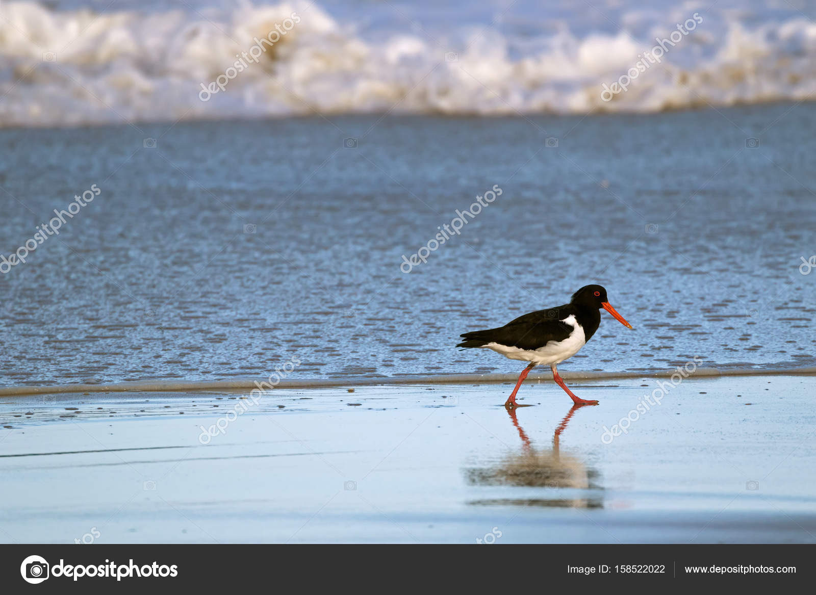 Gobemouche Oiseau Huîtrier Noir Blanc Avec Rouge Long Bec