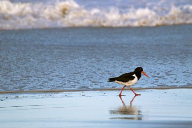 Siyah beyaz kum, Tazmanya yürüyüş uzun Kırmızı Turuncu gagalı alaca Oystercatcher kuş