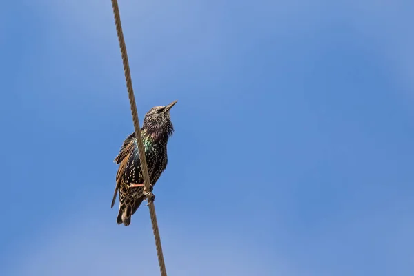 Обыкновенная скворцовая европейская скворцовая птица в черном с металлическим блеском на кабельном в Тасмании — стоковое фото