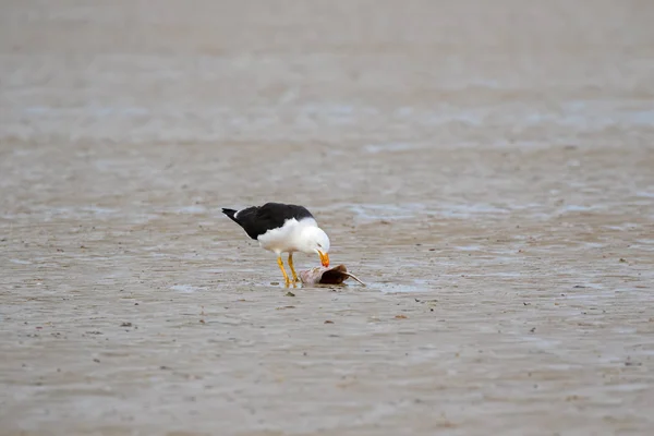 Pacific mås fågel pickar sig färskt kött från rockor, strålar fisk på sandstrand — Stockfoto
