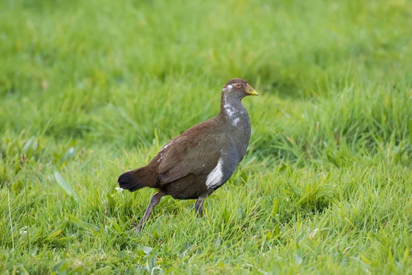 Tasmaanse nativehen, loopvogel met gele snavels, rode ogen wandelen in veld, Tasmanië — Stockfoto