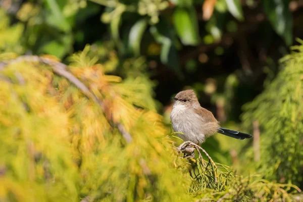 Lindo pequeño y magnífico hada Wren, ave macho wren azul juvenil con cola azul, en Tasmania — Foto de Stock