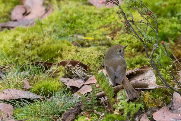 Espinazo marrón, pequeño pájaro paseriforme gris marrón en el suelo del bosque en Tasmania — Foto de Stock