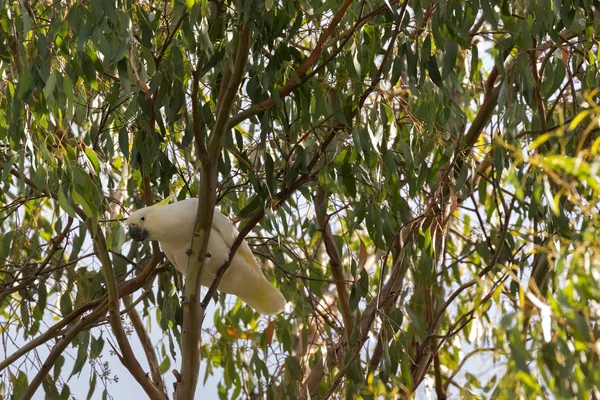 Cacatúa de cresta de azufre pájaro blanco con cresta amarilla, pico negro en eucalipto en Tasmania — Foto de Stock