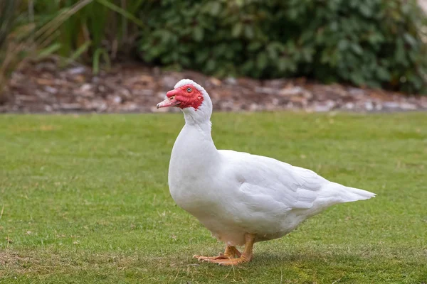 Pato Moscovo Branco, asas brancas, bezerros vermelhos no rosto em pé na grama verde, Tasmânia — Fotografia de Stock