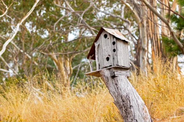 Casa de pájaros de madera simple en la parte superior del tocón del árbol rodeado de campo de prado amarillo, Tasmania — Foto de Stock