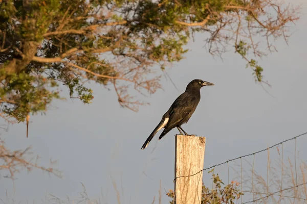 Currawong черный ворон проход птиц с желтыми глазами (известный как вороны-крики, колокольни сороки в Тасмании — стоковое фото