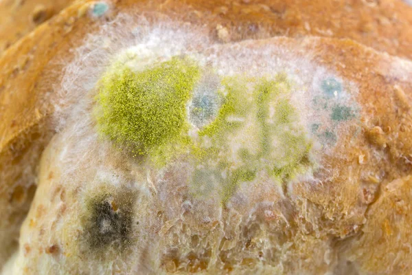 Sarı siyah kalıp kalıp eski kepekli ekmek üzerinde