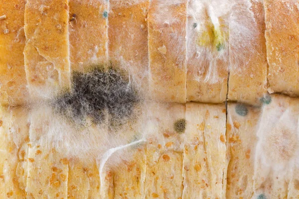 黑色黄色蓝色白色模具在成型的老面包特写纹理纹理 — 图库照片