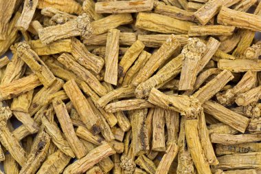 Kurutulmuş Dang shen kök olarak da bilinir tan shen, danshen, yoksul adamın ginseng