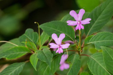 Pembe Impatiens çiçek, balsam Kinabalu büyüyen ve endemik Borneo Adası Malaysia