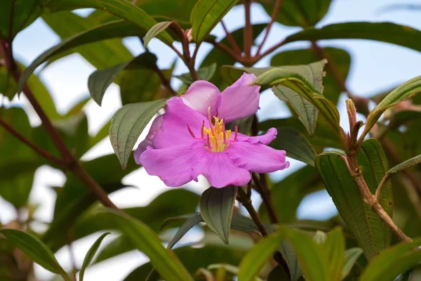 Flor rosa de rododendro indiano, planta Malabar Melastome no parque nacional de Kinabalu, Malásia — Fotografia de Stock