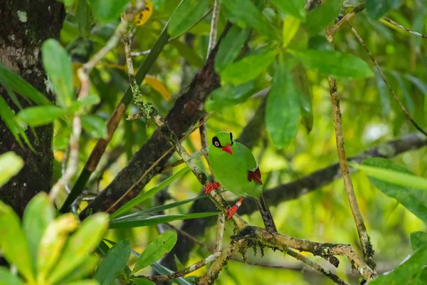 Bornean Green Magpie bird with green plumage red bills at Kinabalu national park — Stock Photo, Image