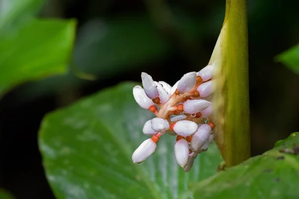 Primer plano húmedo flor rosa pálido de Alpinia havilandii en el parque nacional Kinabalu, Malasia — Foto de Stock