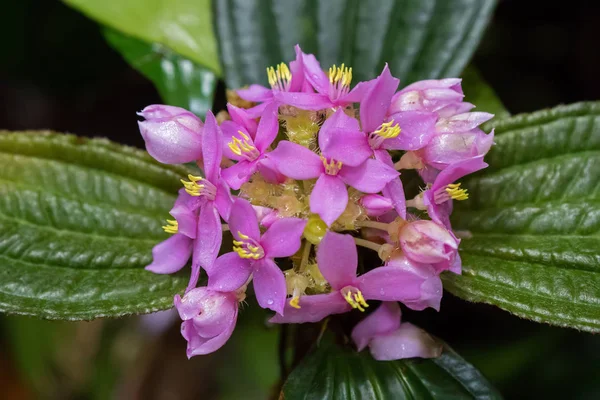 Primeros planos de flores de magenta rosa con polen amarillo de Phyllagathis elliptica — Foto de Stock