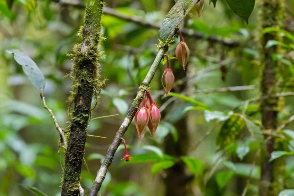 Flores de primer plano de Goniothalamus roseus en Mt. Parque nacional de Kinabalu — Foto de Stock