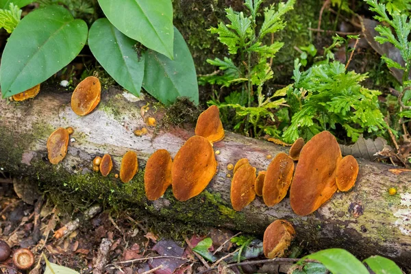 Hongos de color naranja marrón claro que crecen en el tronco de madera en Mt. Parque nacional de Kinabalu — Foto de Stock