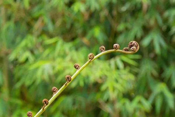 Closeup of unfurling frond of fern in tropical rainforest at Mt. Kinabalu national park — Stock Photo, Image