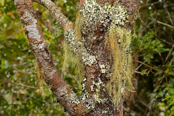 Barba del anciano liquen fruticoso (Usnea) y liquen folioso similar a las hojas que crece en el árbol — Foto de Stock