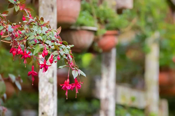 Beautiful home grown Fuchsia flowers in vibrant pink hanging from pot — Stock Photo, Image