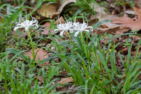 Белый цветок Кринума, также известный как Кринум Лили, Мыс Лили, Ядовитая лампочка — стоковое фото