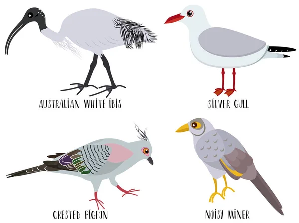 Illustration vectorielle de dessins animés d'oiseaux mignons - ibis blanc australien, mouette argentée, pigeon huppé, mineur bruyant — Image vectorielle