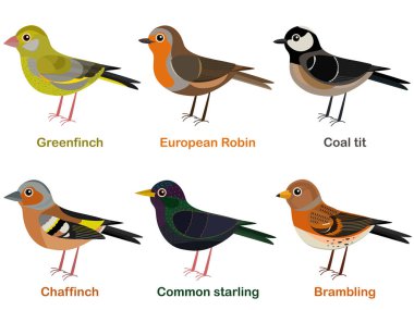 Vektör şirin Avrupa kuş çizgi filmler - greenfinch, Robin, resimde kümesi kömür baştankara, ispinoz, ortak starling, dağ ispinozu