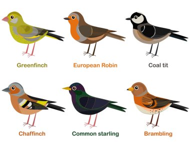 Vector illustration set of cute European bird cartoons - greenfinch, Robin, Coal tit, Chaffinch, Common starling, Brambling clipart