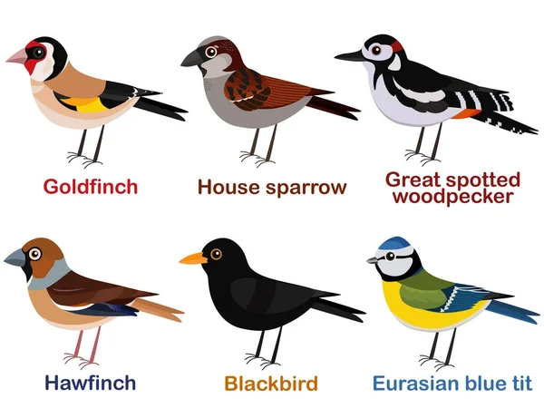 Vector illustration set of cute European bird cartoons - goldfinch, house sparrow, great spotted woodpecker, hawfinch, blackbird, blue tit. — Stock Vector
