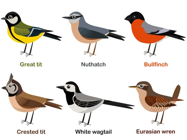 Illustrazione vettoriale set di simpatici cartoni animati uccelli europei - Grande tit, Nuthatch, Bullfinch, Crested tit, White wagtail, Eurasian Wren — Vettoriale Stock