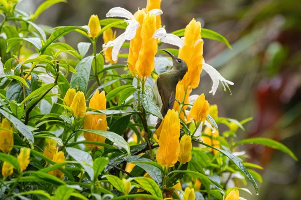 Pássaro-de-garganta-preta fêmea que se alimenta da planta Lollipop — Fotografia de Stock