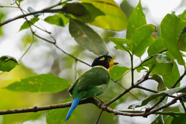 Langhängiger Breitschnabelvogel in grün blau gelb, der auf einem Baum hockt — Stockfoto