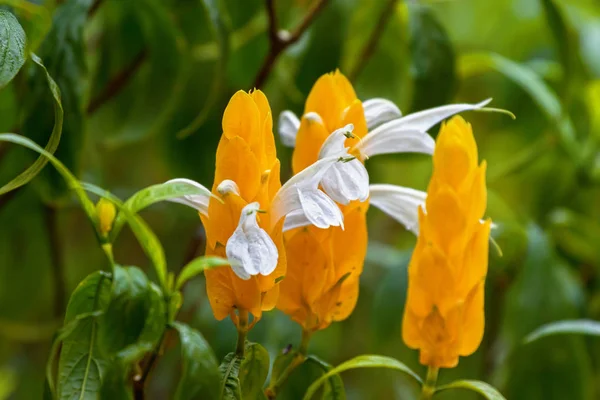 Lollipop plant, white flower emerging from yellow bracts. — Stock Photo, Image