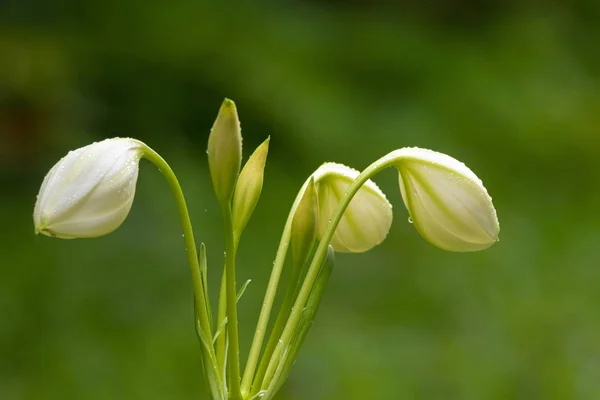 Крупный план мокрой Амазонки лилия белый цветок бутон растет в саду — стоковое фото
