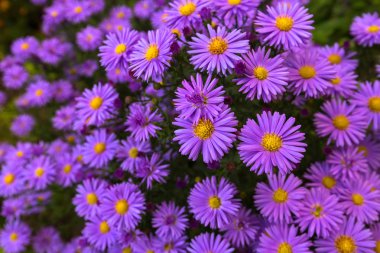 İtalyan Aster, Mikael Daisy (İtalyan Starwort mor çiçekler)