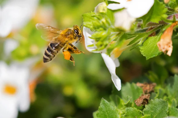 Που φέρουν εργαζόμενος μέλισσα μέλι με γύρη στο πόδι οι μέλισσες που τρέφονται με Bacopa λουλούδι — Φωτογραφία Αρχείου