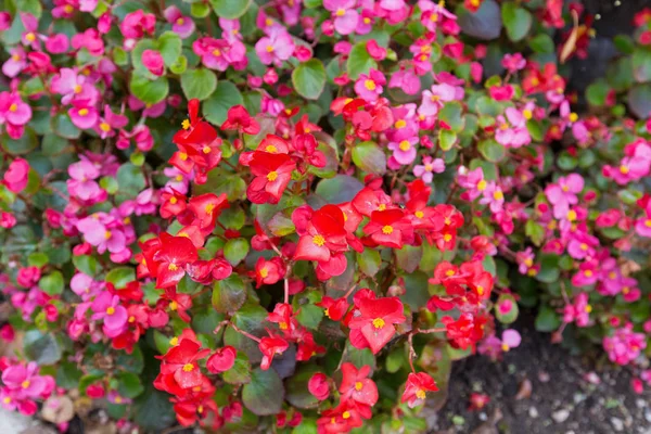 Hache Fleur de bégonia rouge rose avec étamines jaunes en fleurs — Photo