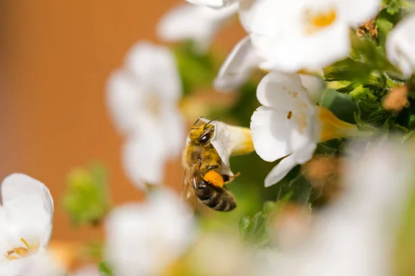 Εργαζόμενος μέλισσα μέλι με γύρη που τρέφονται με Bacopa λουλούδι, μεγάλα κίτρινα μπαλάκια συσκευασμένα γύρης — Φωτογραφία Αρχείου