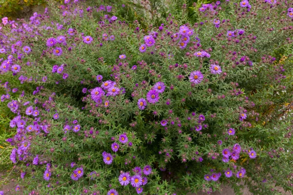 Fioletowe kwiaty Astry włoski, Daisy Michaelmas (Aster gawędka) — Zdjęcie stockowe