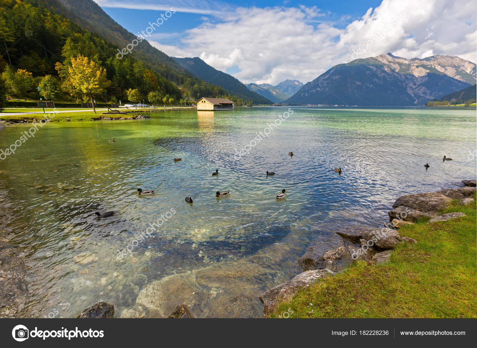 Get Mallards Coots Swimming In Crystal Clear Lake Water Of Achensee For Android Free Get Wallpaper Mallards Coots Swimming In Crystal Clear Lake Water Of Achensee For iPhone Free